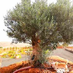 El Bounty Puerto del Rosario (Fuerteventura)